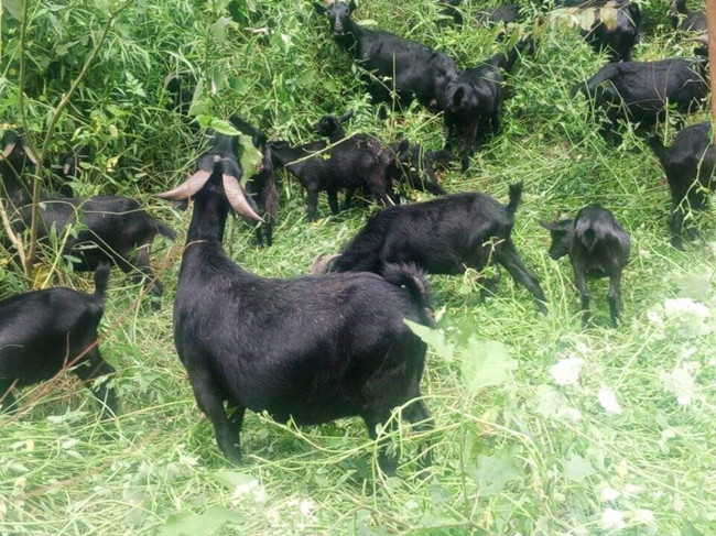 Ngày nào cũng chạy lên núi, một năm kiếm trăm triệu - 1