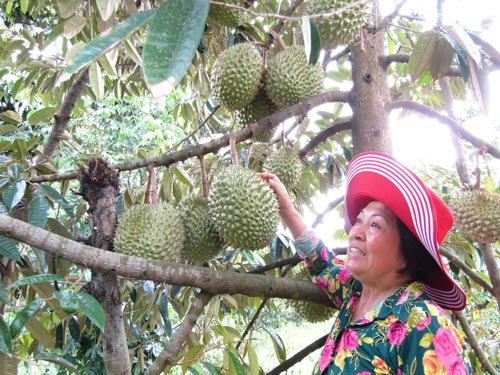 Tự tin trên đồng quê - Ảnh 1.